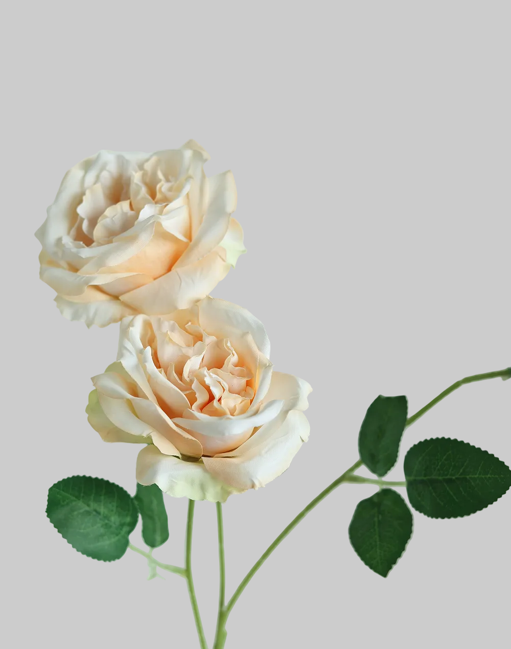 Biege Garden Rose 3-Head Spray