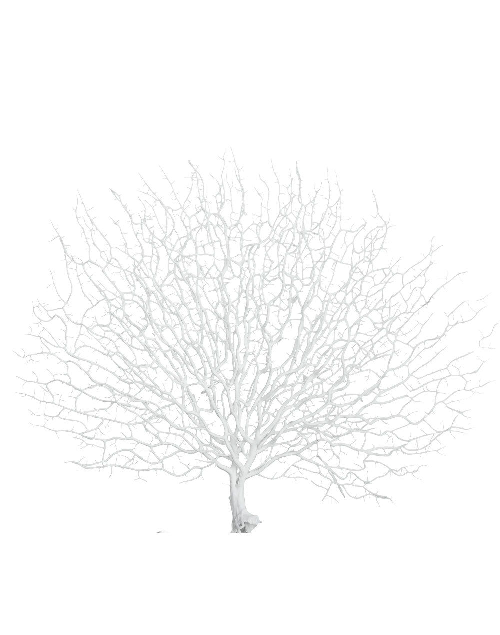 Coral Branch | Available in 3 Colors