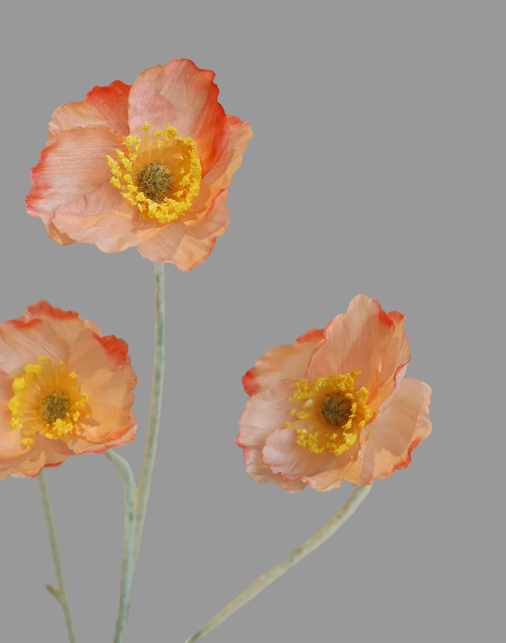 Peach Silk Valley Poppy