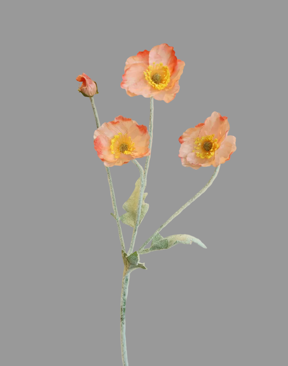 Peach Silk Valley Poppy
