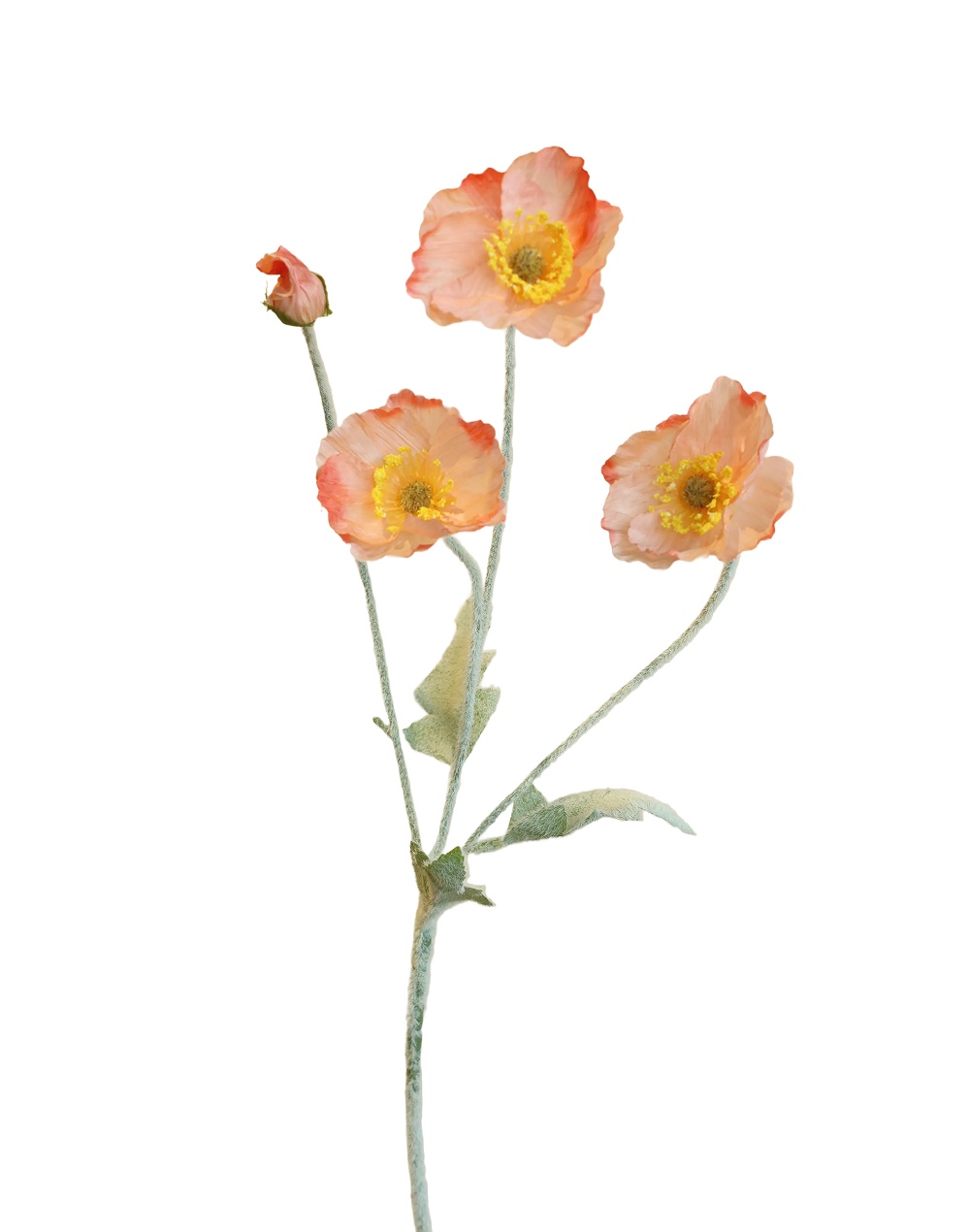 Peach Silk Valley Poppy