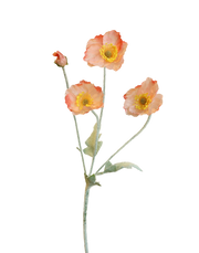 Peach Silk Valley Poppy