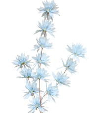 Clematis Spray | Available in 4 Colors