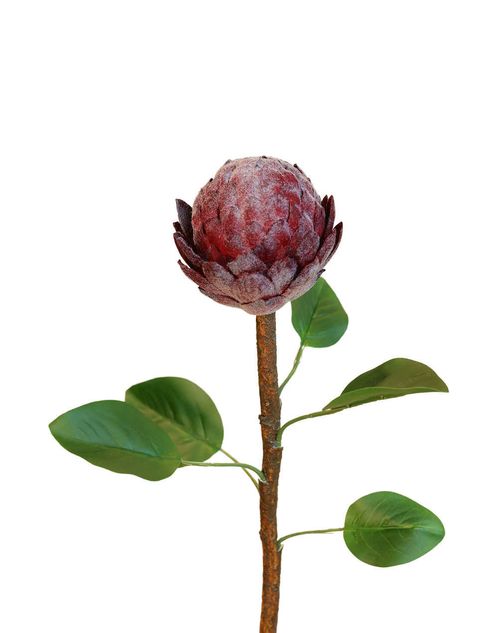Protea Stem | Available in 4 Colors