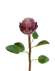 Protea Stem | Available in 4 Colors