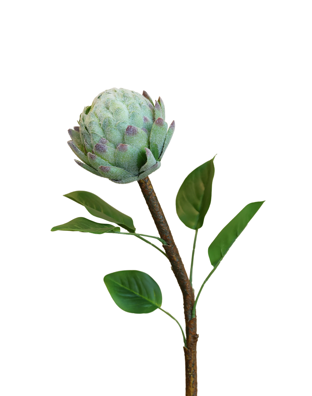 Protea Stem | Available in 4 Colors