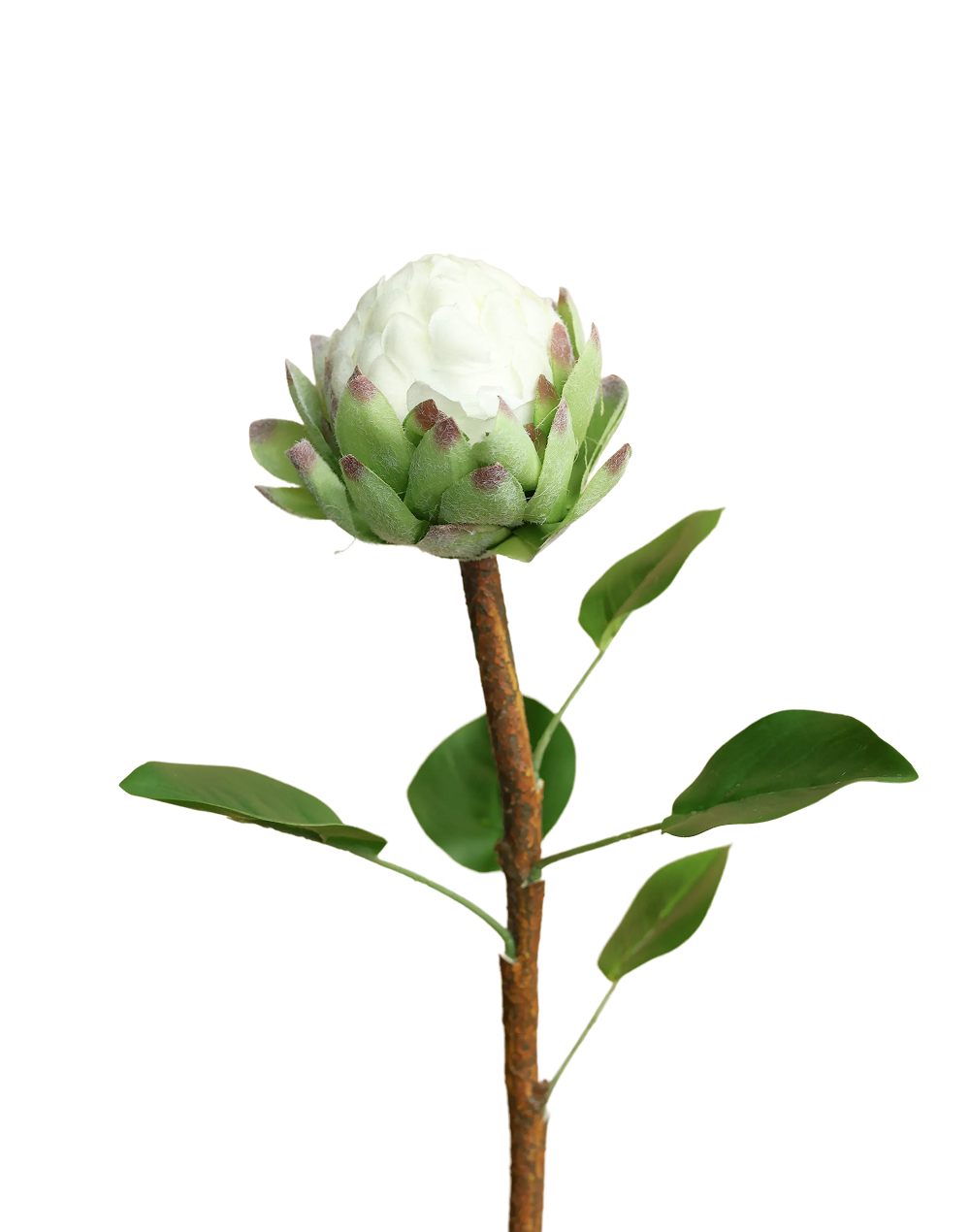Protea Stem | Available in 4 Colors
