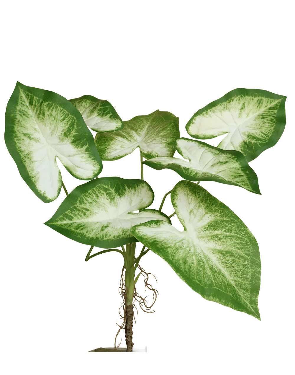 Faux Caladium | Available in 2 Colors