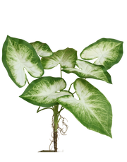 Faux Caladium | Available in 2 Colors