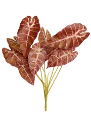 Faux Alocasia "Pink Dragon"