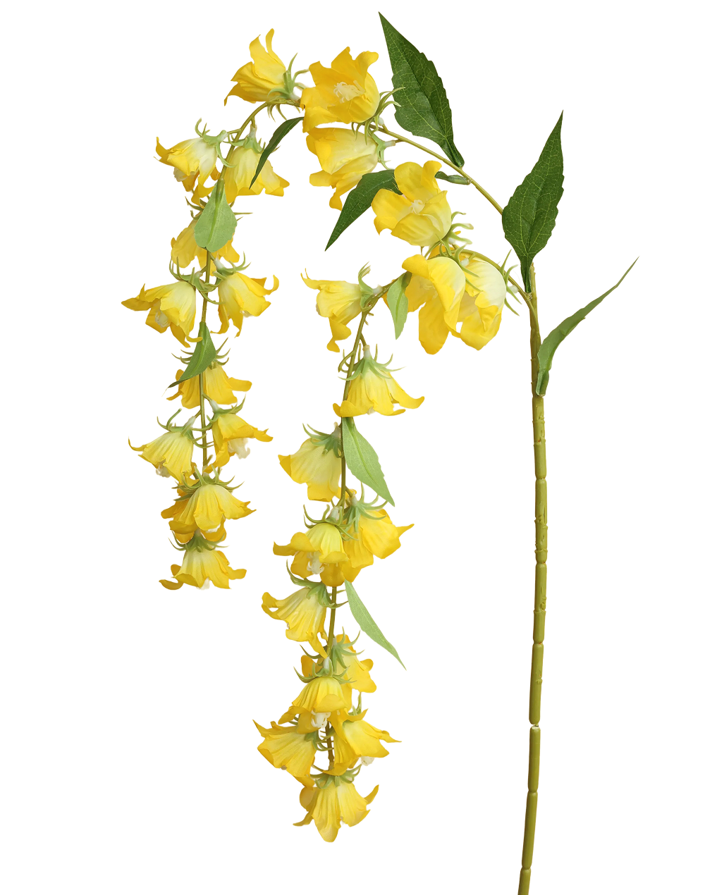 Yellow Cascading Campanula