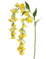 Yellow Cascading Campanula