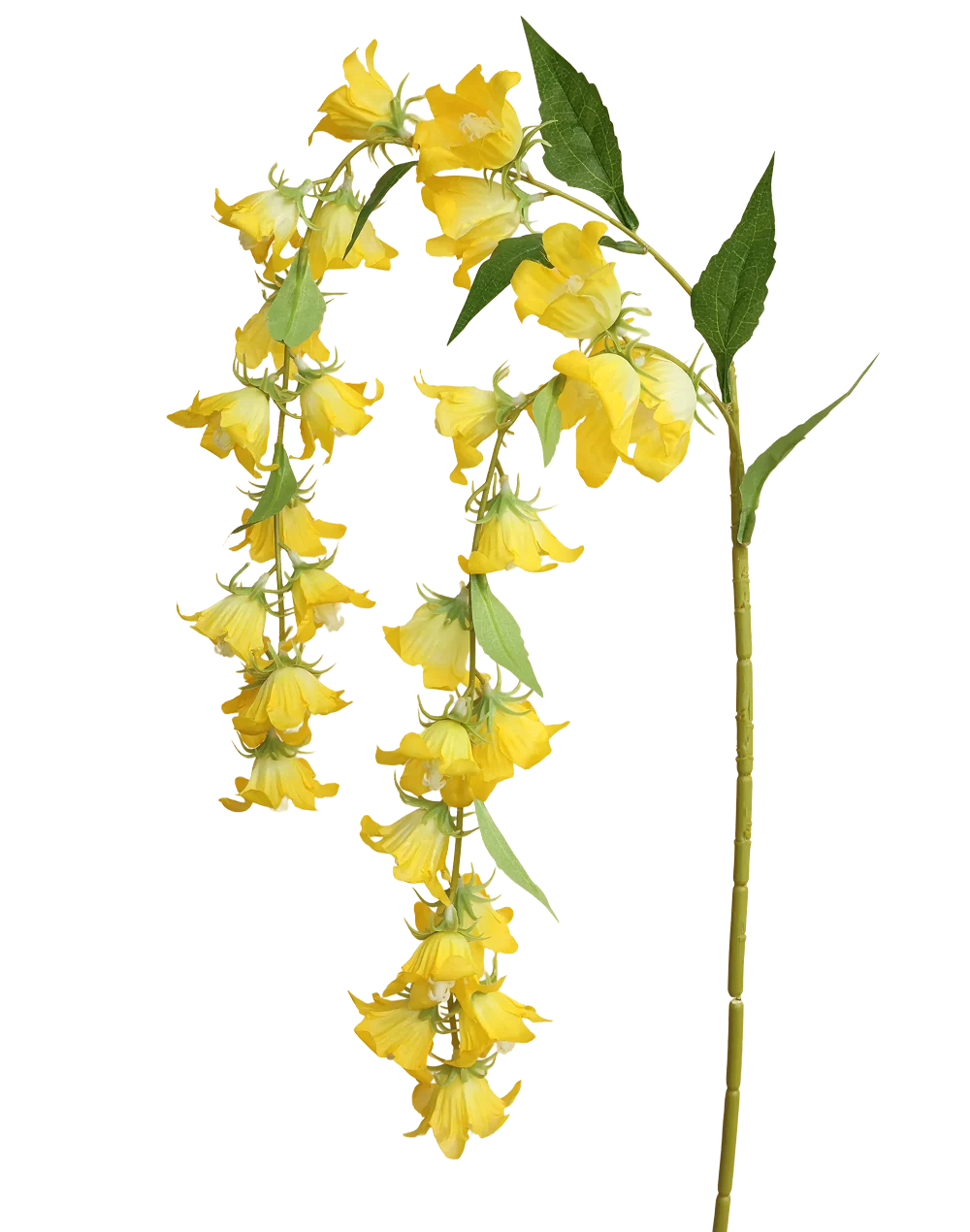 Yellow Cascading Campanula