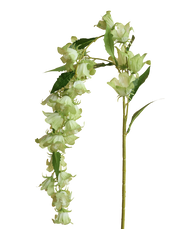 Lime Cascading Campanula