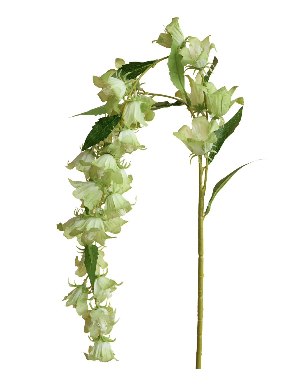 Lime Cascading Campanula