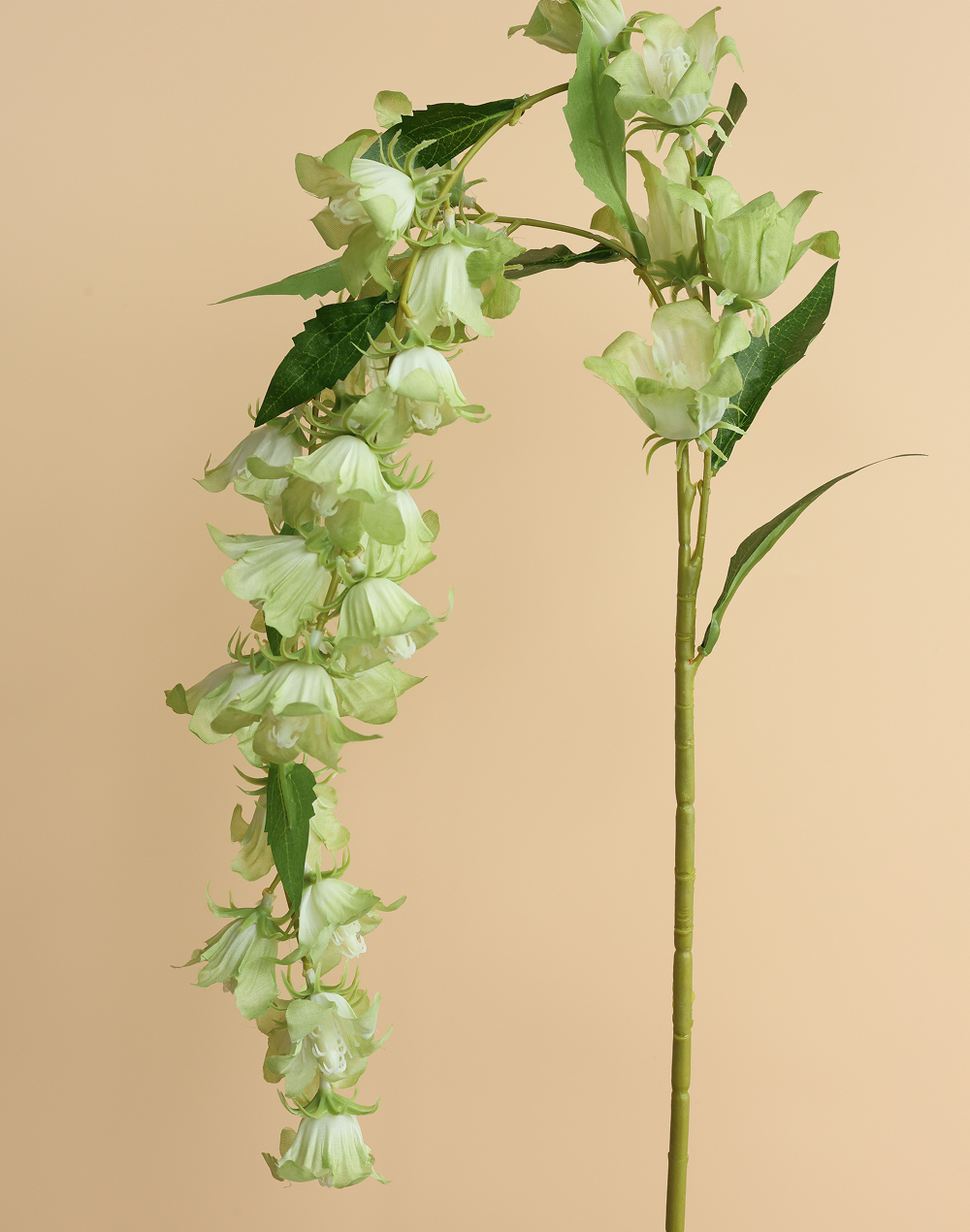 Lime Cascading Campanula