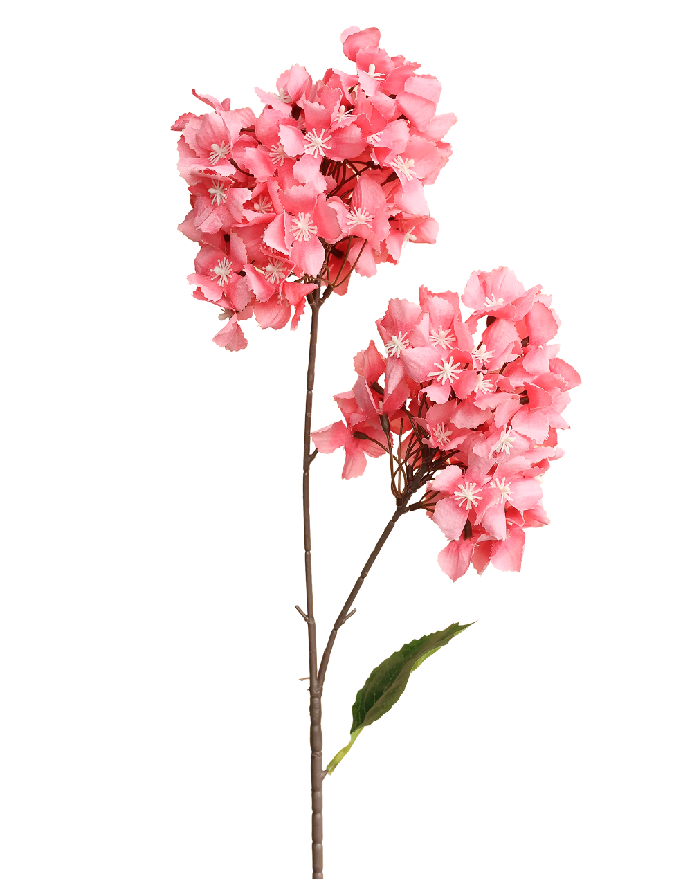Snowball Viburnum | Available in 4 Colors