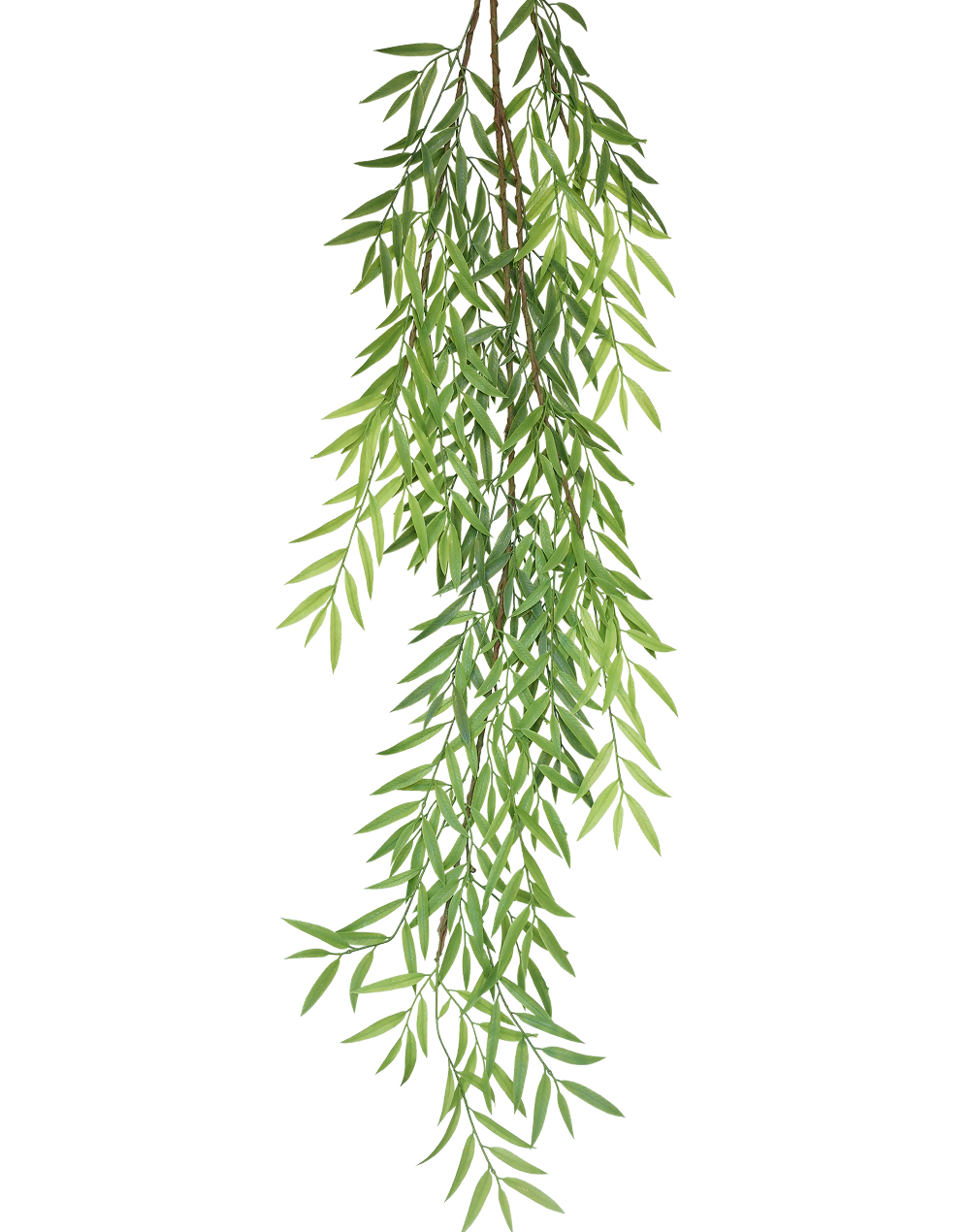 Olive Branch Stem