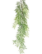 Olive Branch Stem