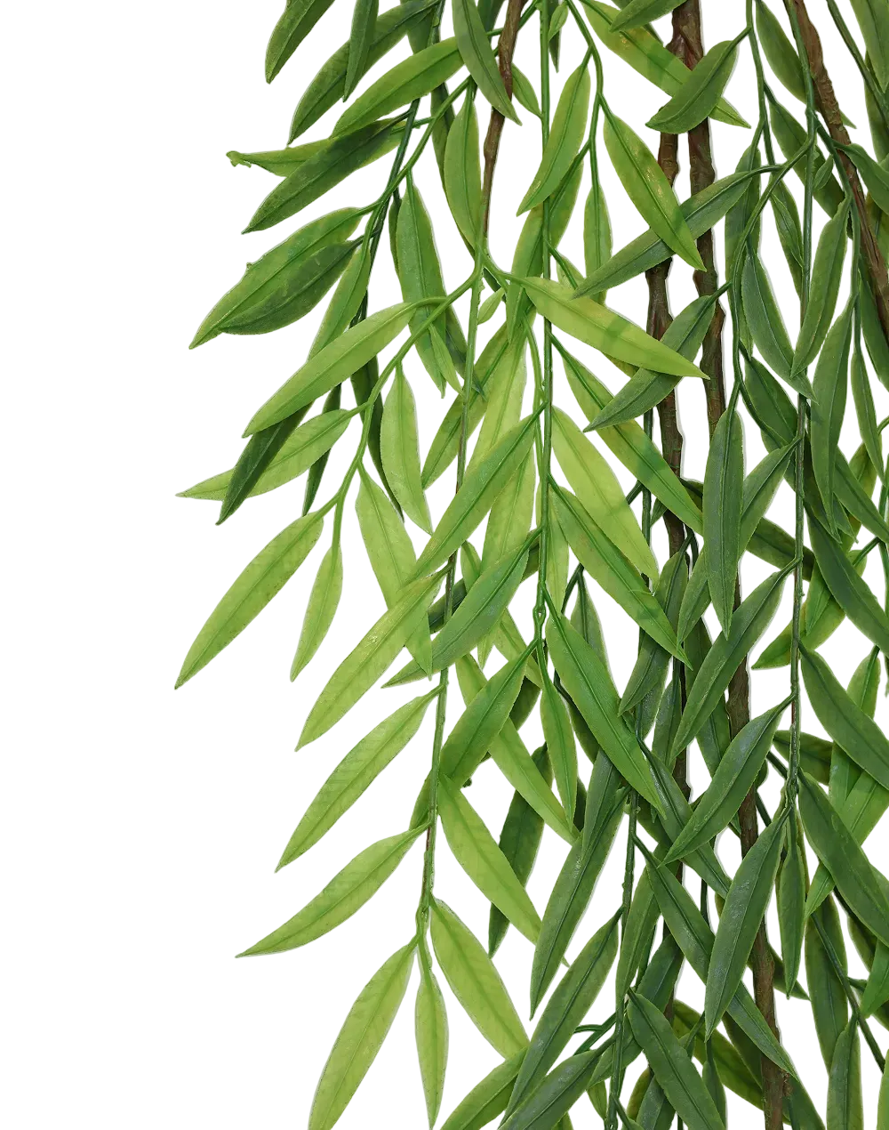 Olive Branch Stem