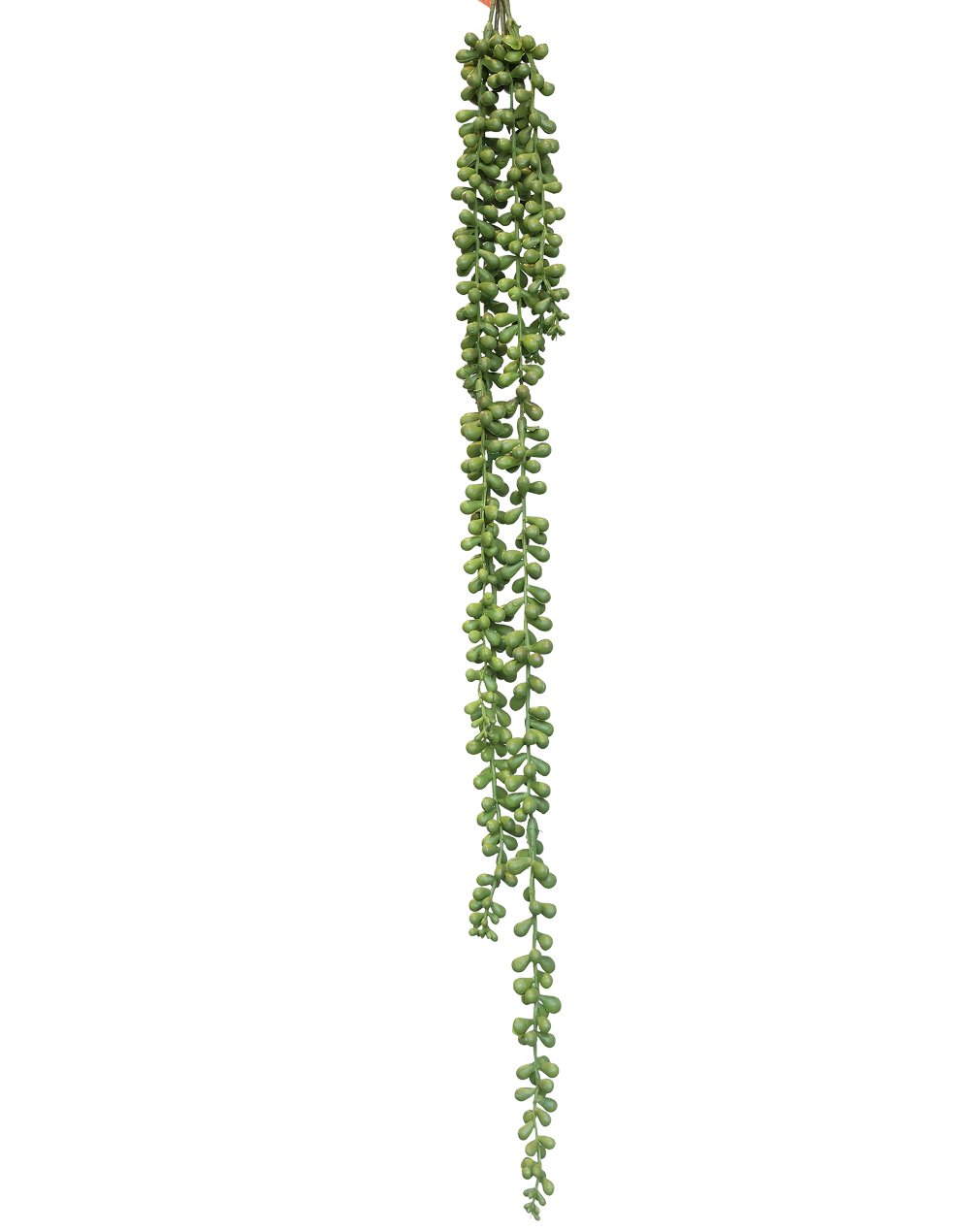 Trailing Sedum Vine