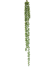 Trailing Sedum Vine