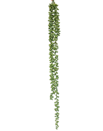 Trailing Sedum Vine