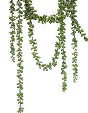 Trailing Sedum Vine Long