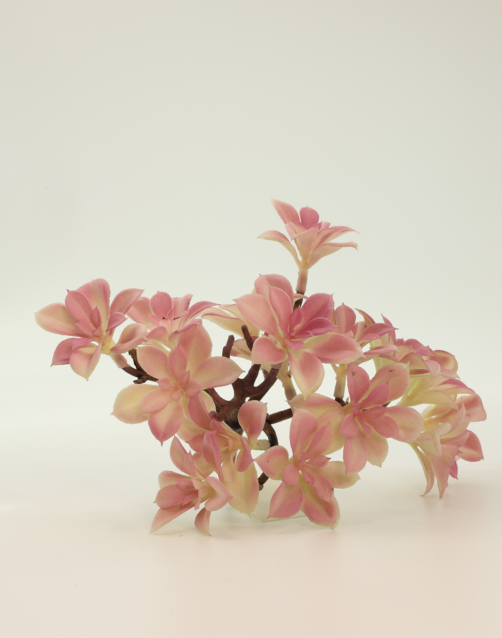 Dusty Mauve Succulent