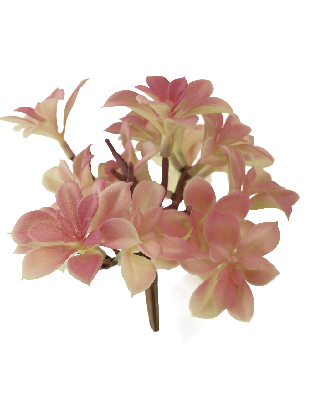 Dusty Mauve Succulent
