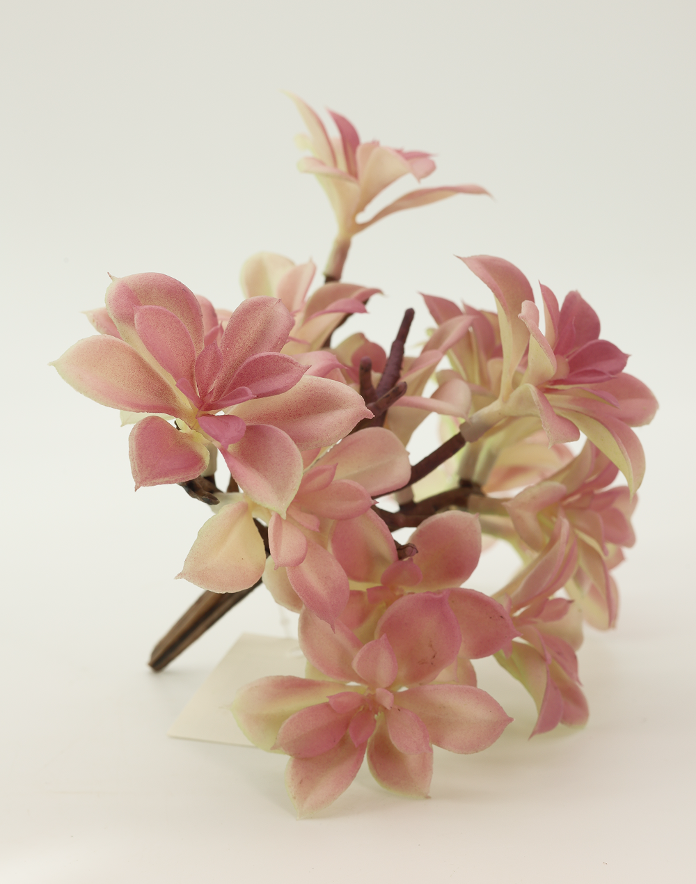 Dusty Mauve Succulent