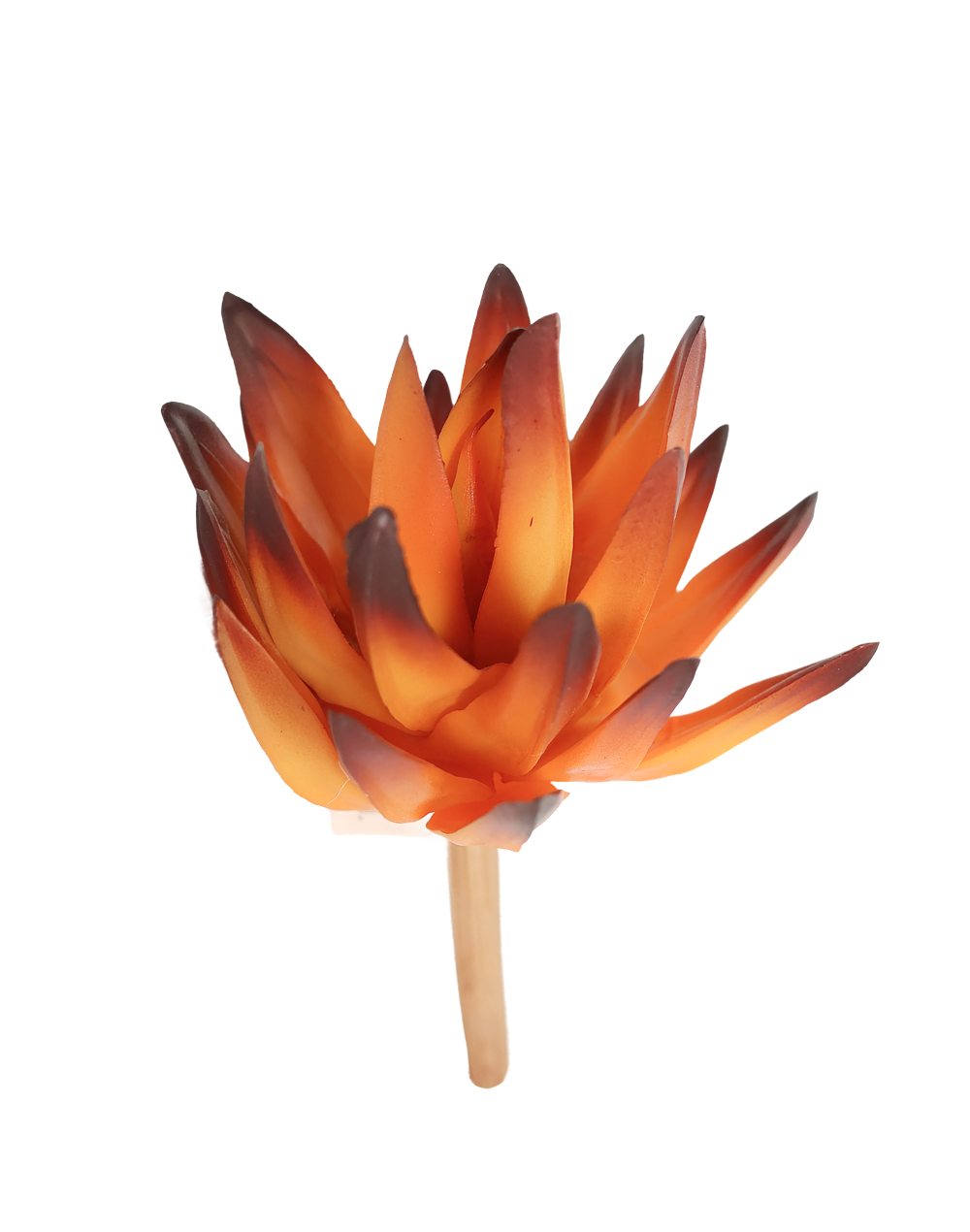 Haworthia | Available in 4 Colors