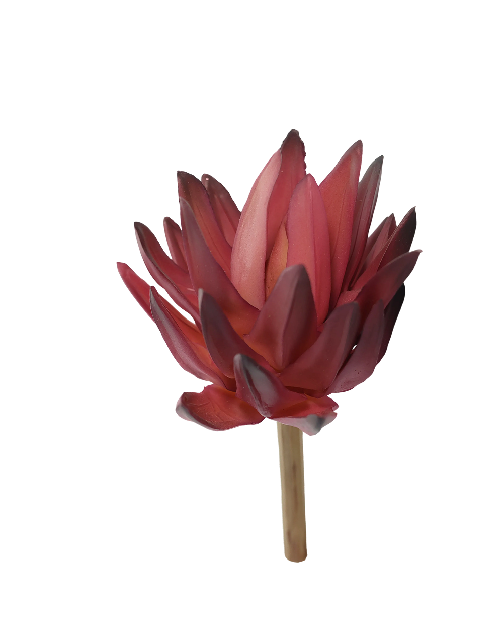 Haworthia | Available in 4 Colors