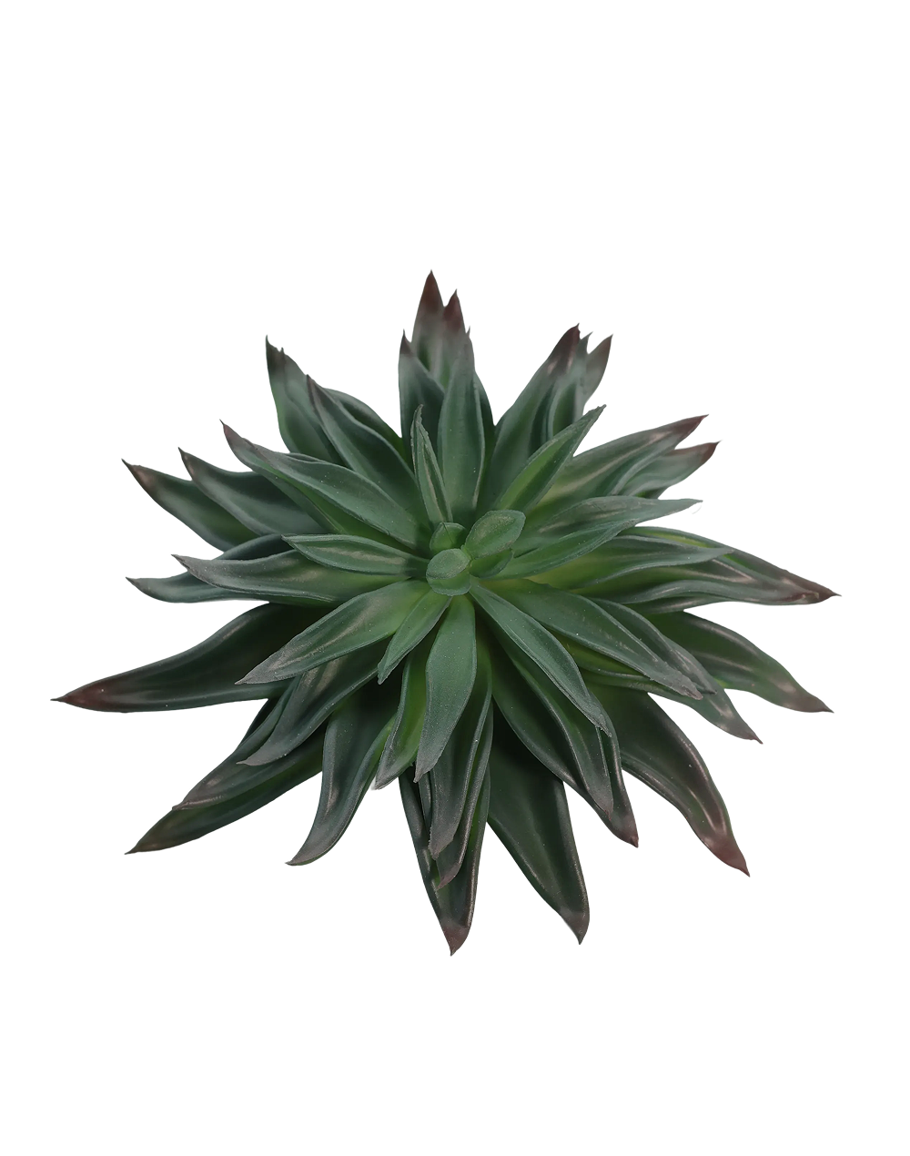 Dark Green Agave Hybrid