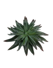 Dark Green Agave Hybrid