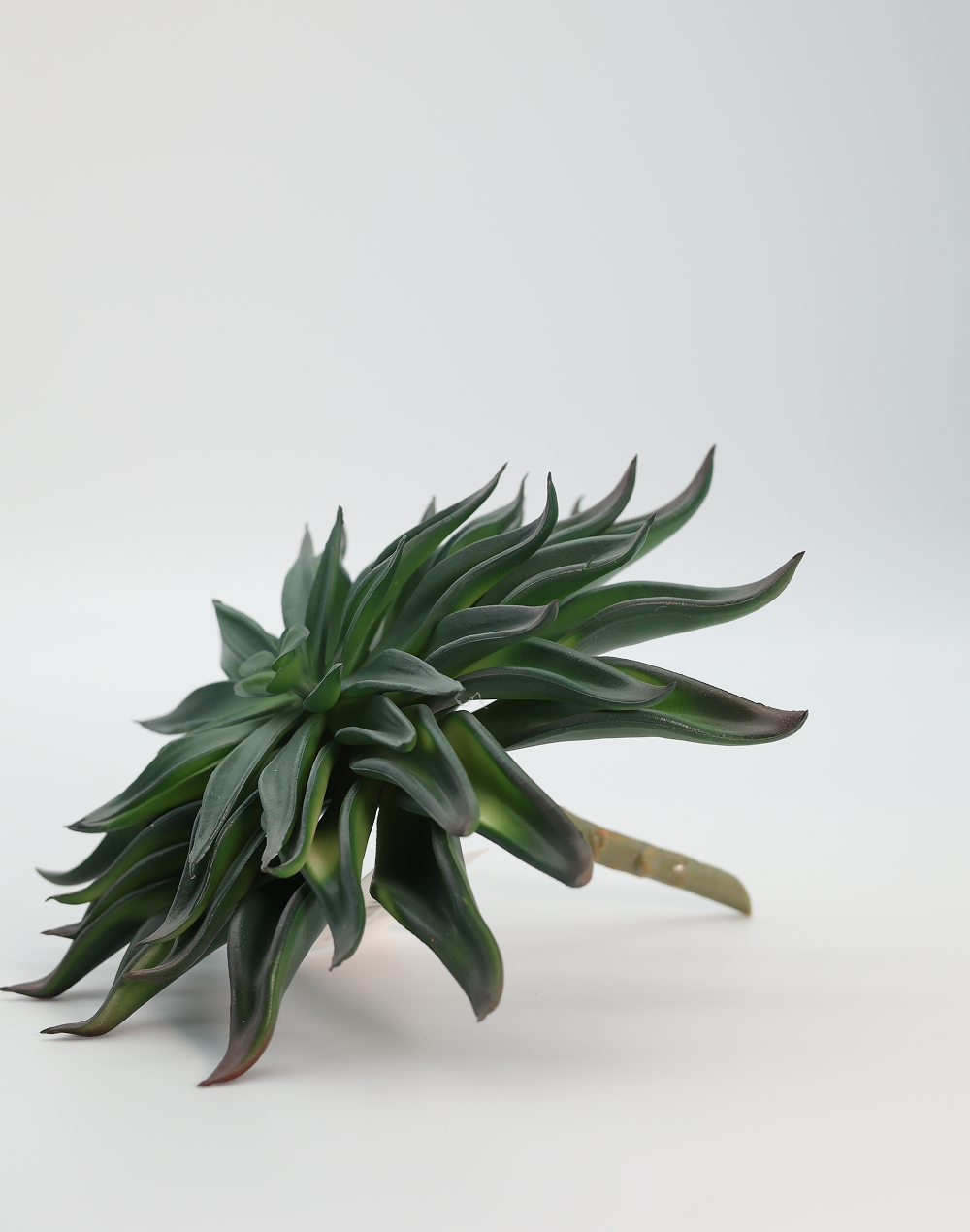Dark Green Agave Hybrid