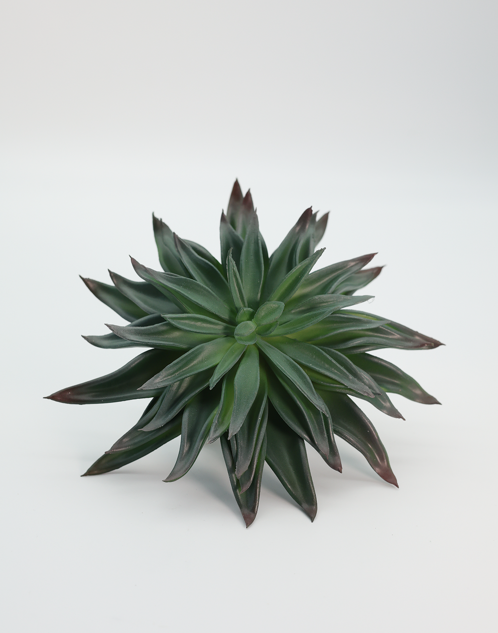 Dark Green Agave Hybrid