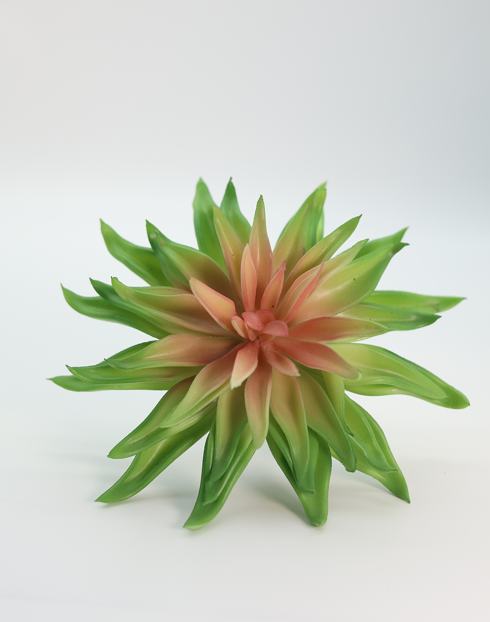 Light Green Agave Hybrid