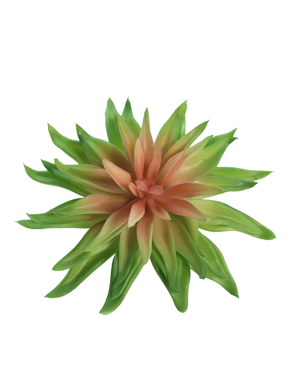 Light Green Agave Hybrid