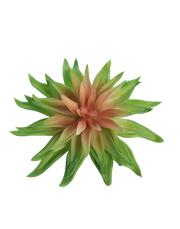 Light Green Agave Hybrid