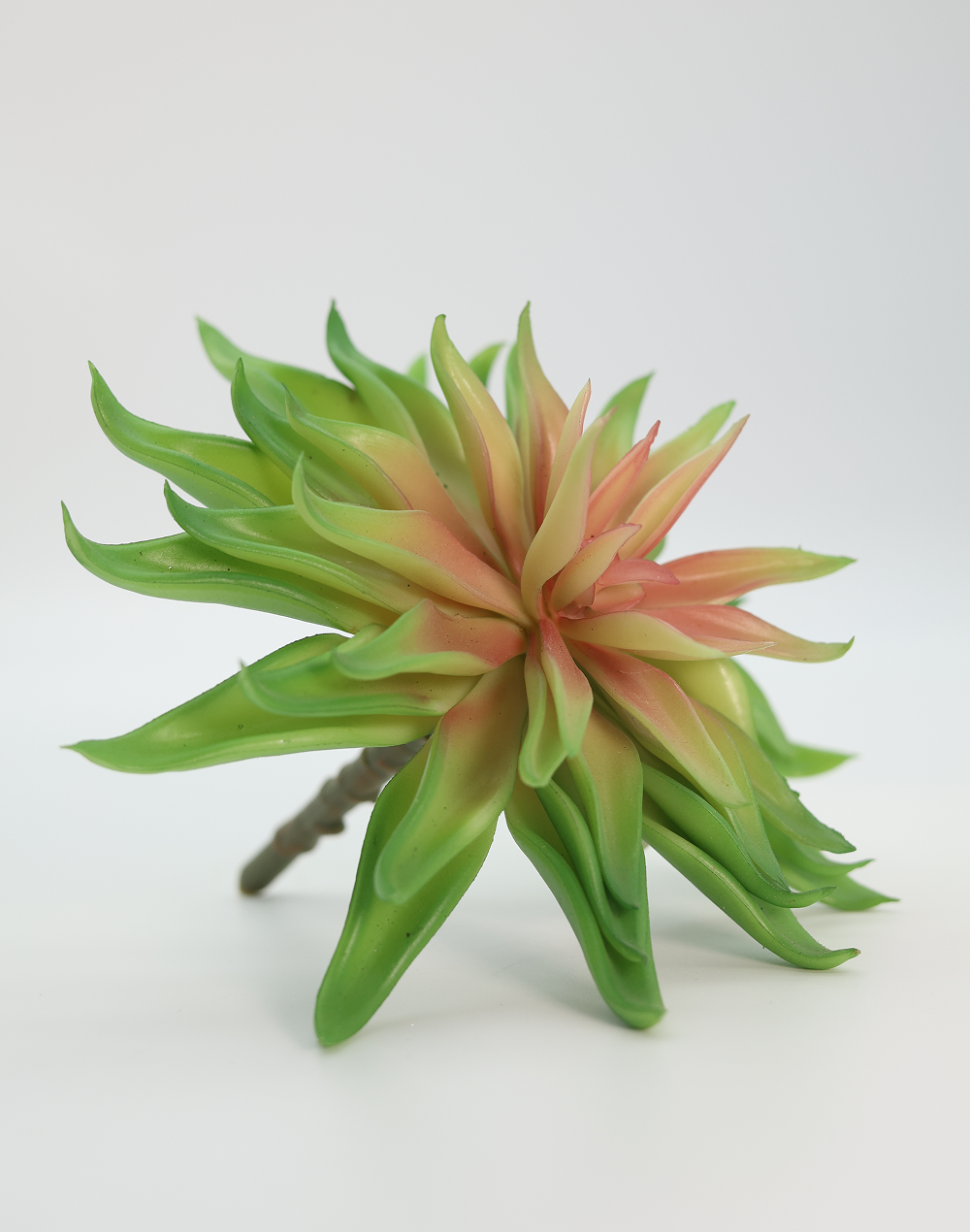 Light Green Agave Hybrid