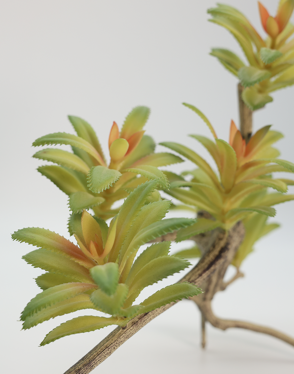 Aeonium Succulent