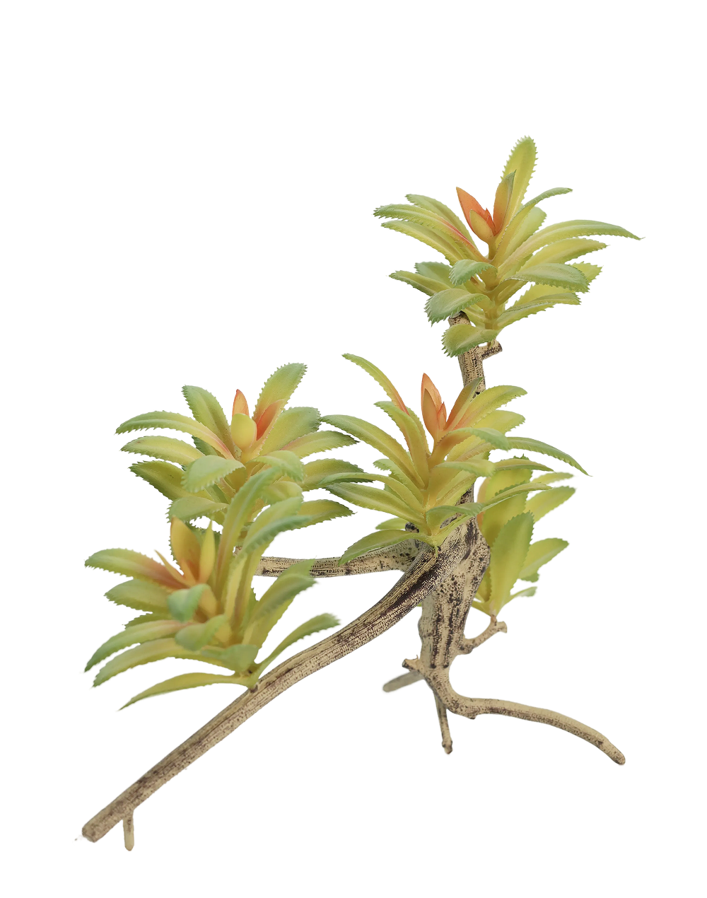 Aeonium Succulent