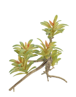 Aeonium Succulent