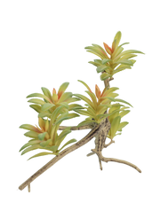 Aeonium Succulent