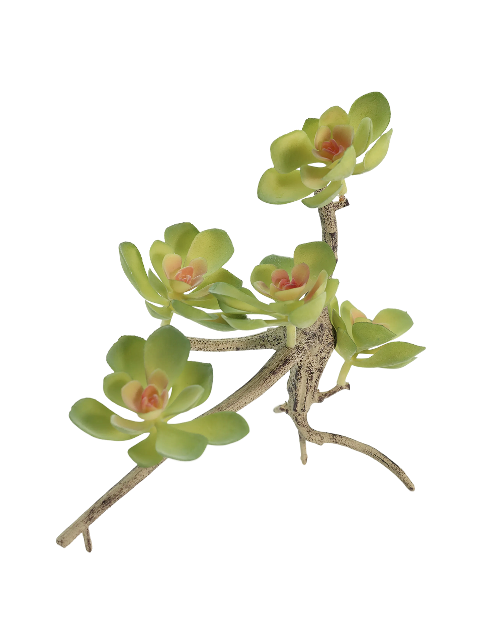 Blushing succulent