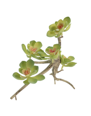 Blushing succulent