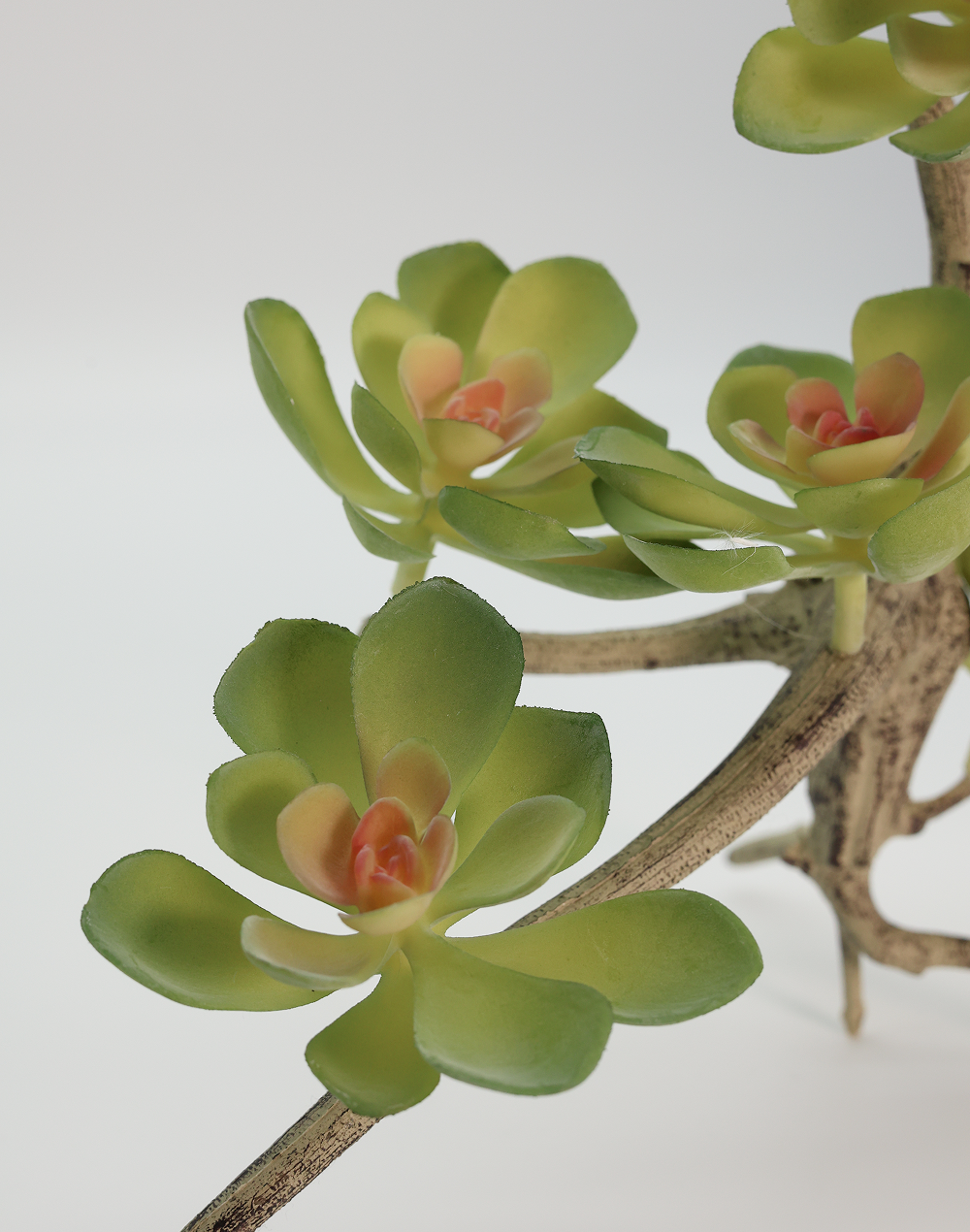 Blushing succulent