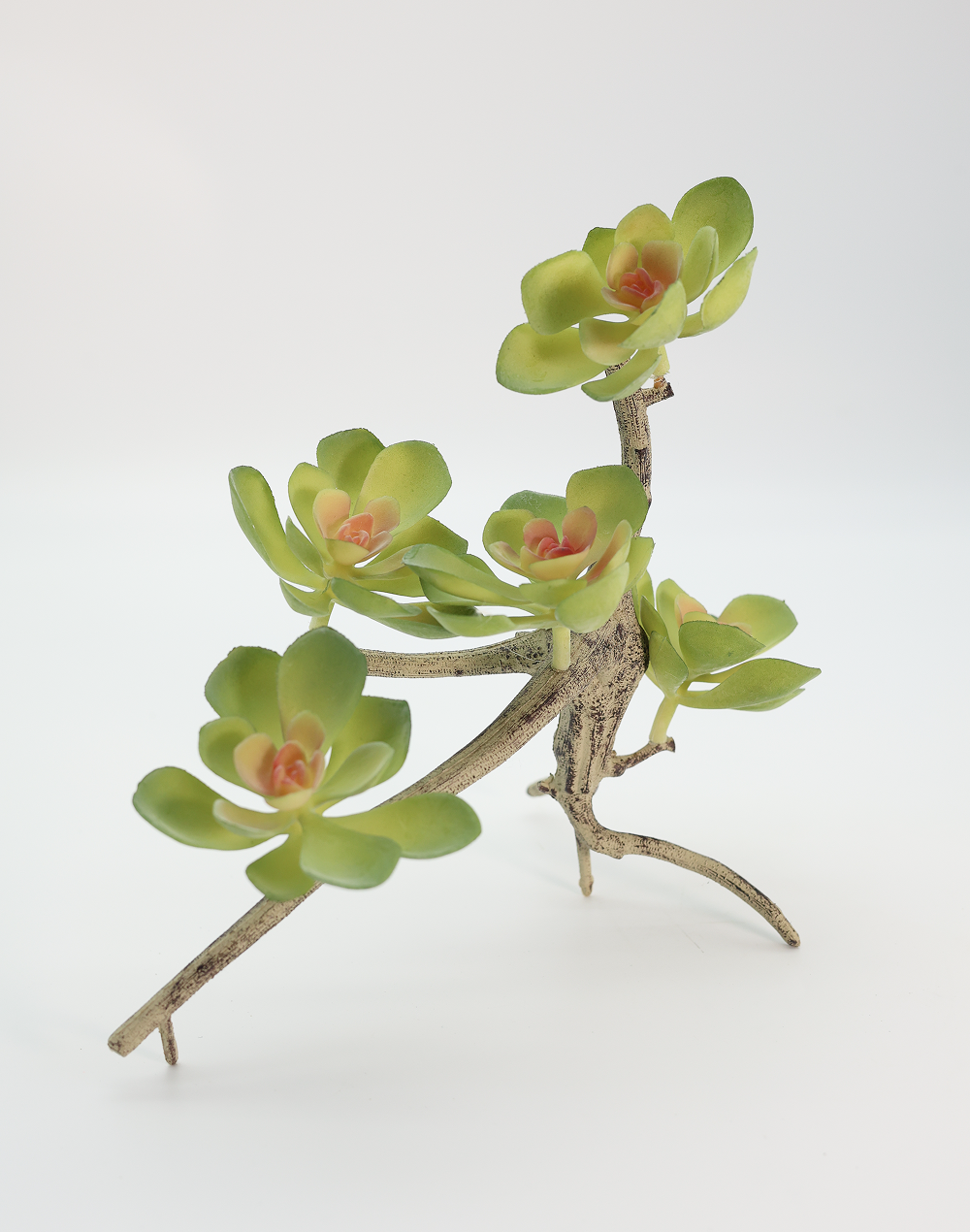 Blushing succulent