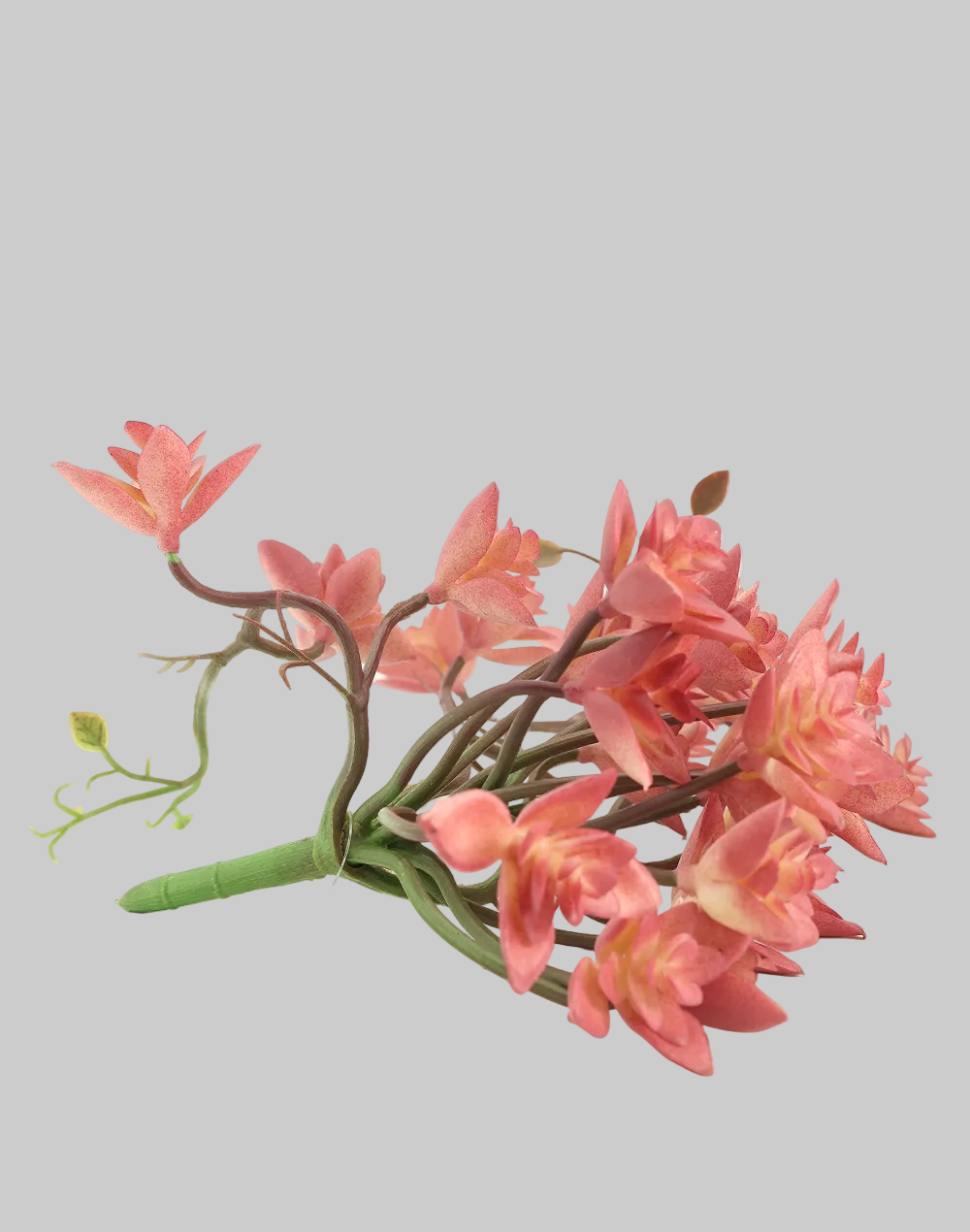 Pink Trailing "Star"